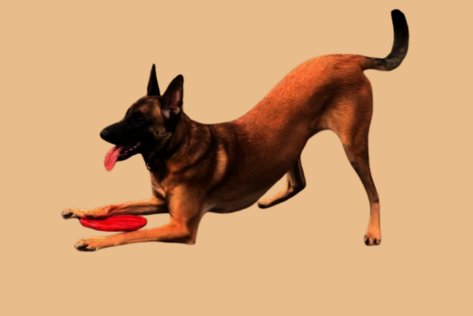 Malinois in Vorderkörpertiefstellung