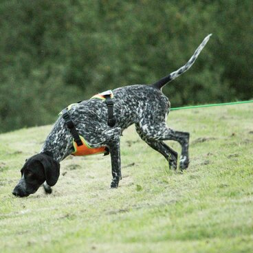 Hund beim Mantrailing