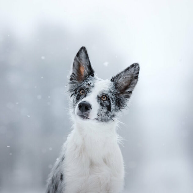 In Border Collie im Schneetreiben