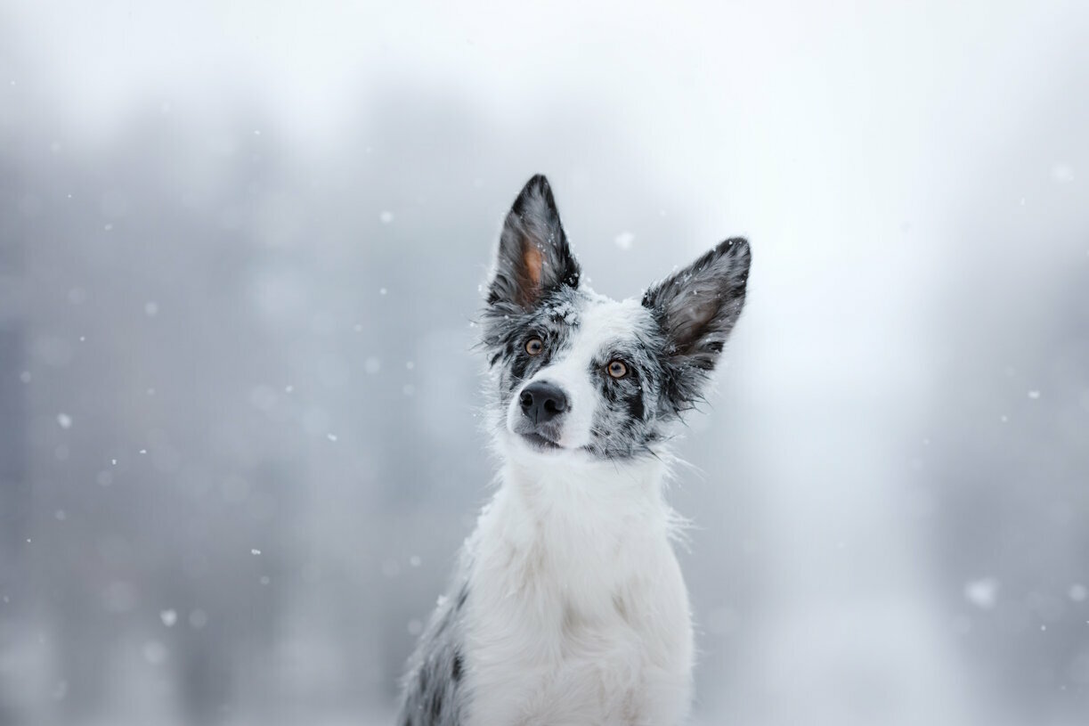 In Border Collie im Schneetreiben