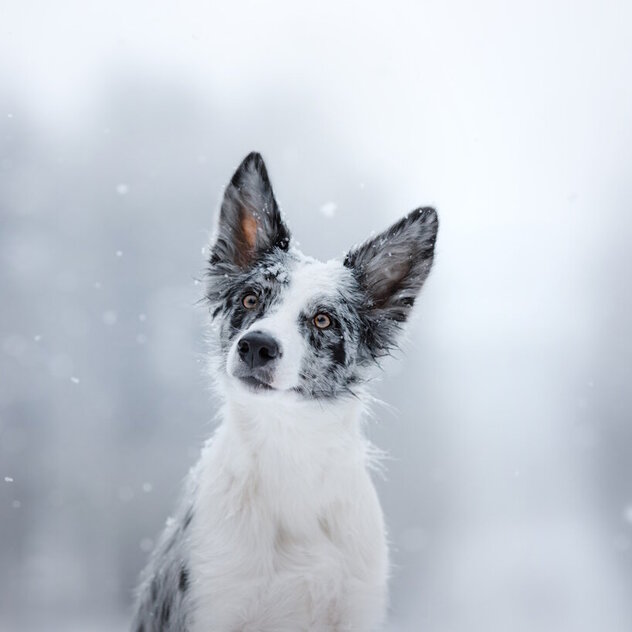 In Border Collie Junghund im Schneetreiben