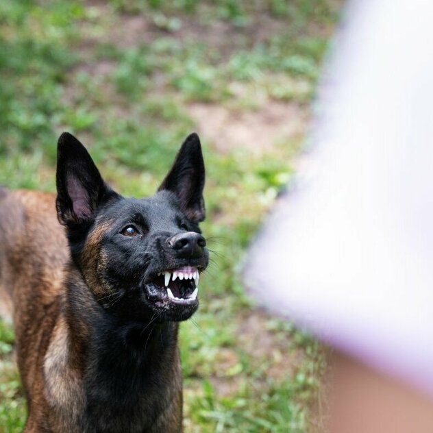 Malinois aggressiv gegenüber Mensch