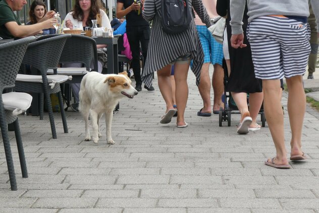 Streuner bummelt durch touristische Hochburg in Rumänien