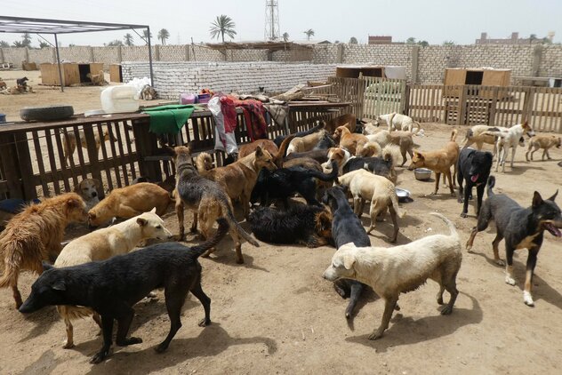 überfülltes Tierheim in Ägypten