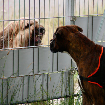 Einzeltraining: Ein Hund zeigt an einem Zaun gegenüber einem anderen Hund offen Aggressionen.