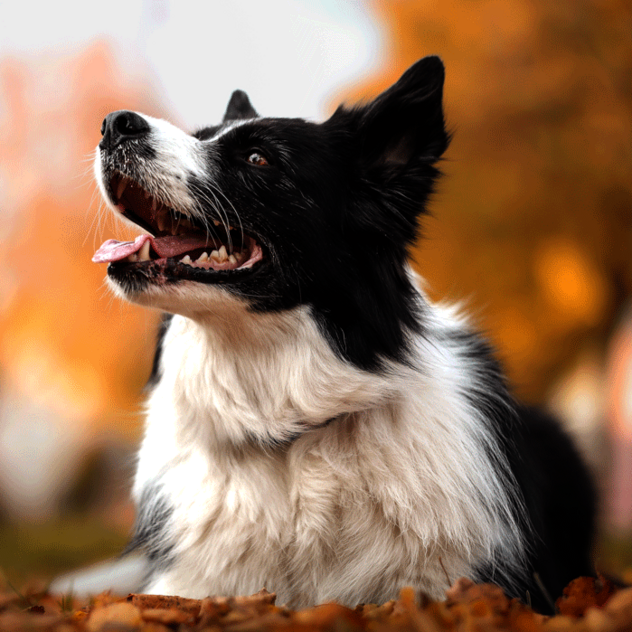 Ein Border Collie liegt in herbstlicher Umgebung und schaut auf.