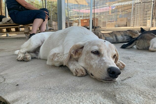 Entspannter Hund im Souda Shelter