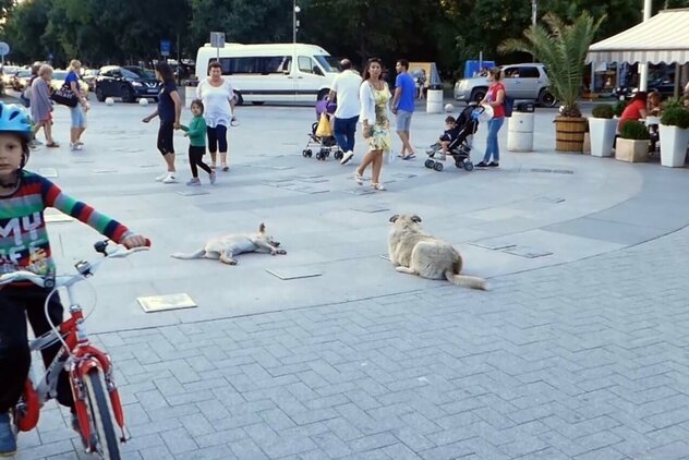 Entspannte Straßenhunde auf einem zentralen Platz