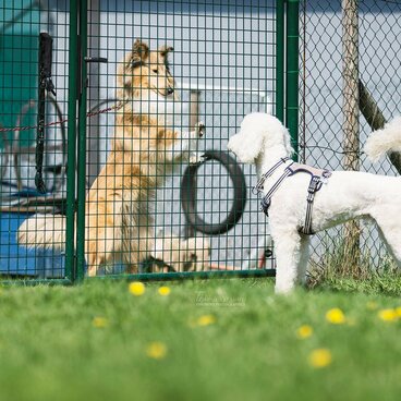 Hunde sind durch einen Zaun getrennt und nehmen Kontakt auf