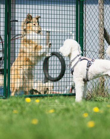 Hunde sind vom Zaun getrennt und nehmen Kontakt auf.