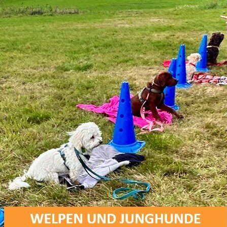 Welpen und Junghunde beim Training in Dresden