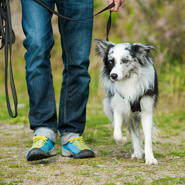 Ein Australian Shepherd geht bei Fuß mit seinem Halter.