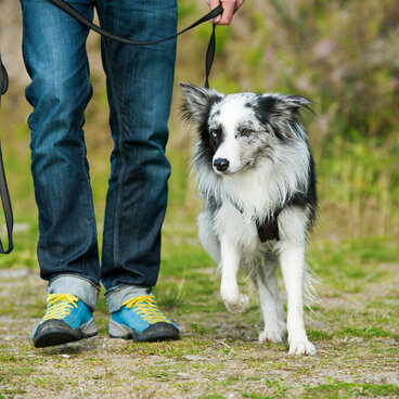 Ein Australian Shepherd geht bei Fuß mit seinem Halter.