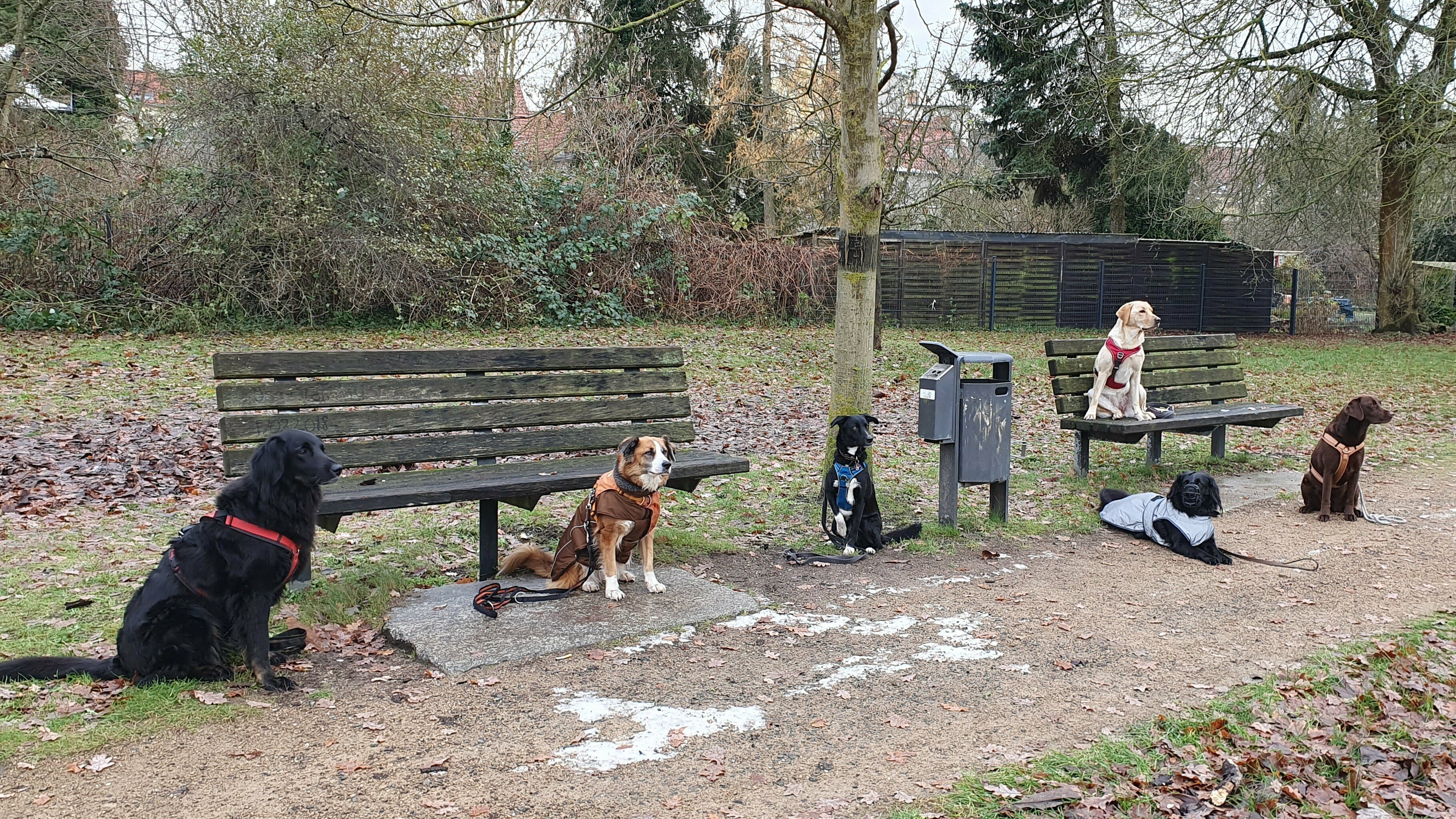 6 Hunde im Training im Stadtpark Zossen