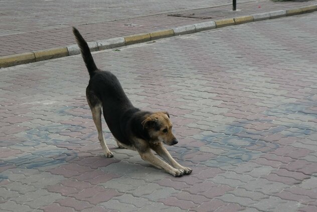 Straßenhund erwacht in Stadtzentrum aus Schläfchen