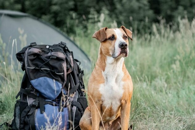 Hund sitzt neben Rucksack