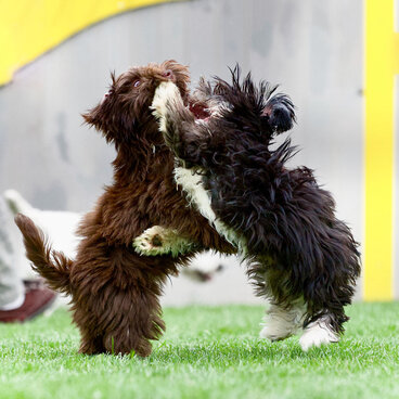 Zwei kleine Hunde springen sich gegenseitig an.