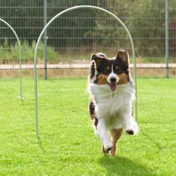 Hoopers Agility: Ein Hund läuft durch einen Bogen, genannt Hoop.