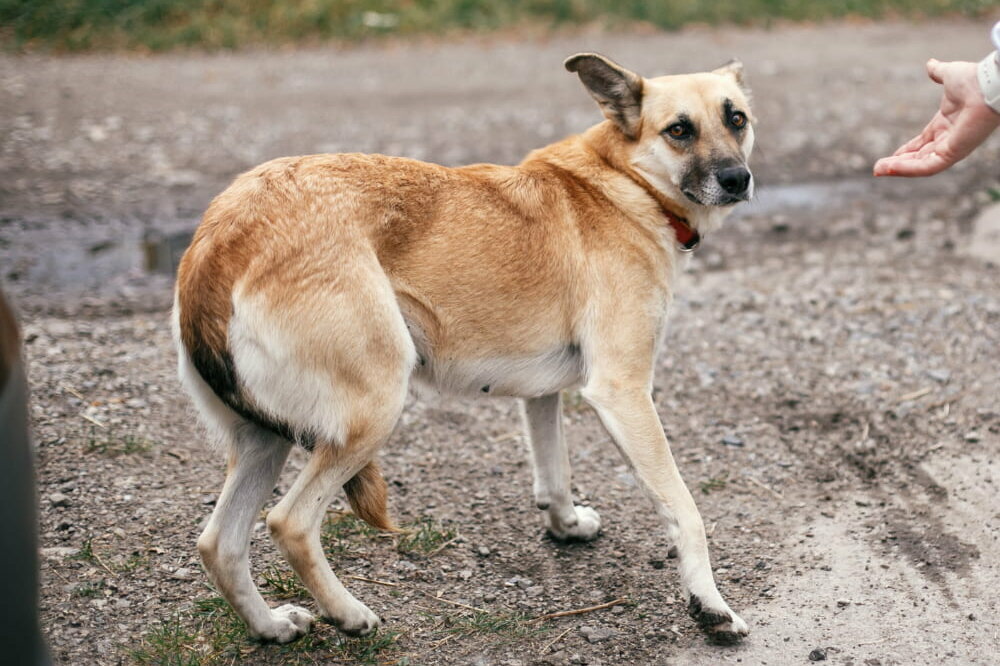 ein brauner mittelgroßer Hund weicht vor eine menschlichen hand zurück. Seine Rute ist engezoggen