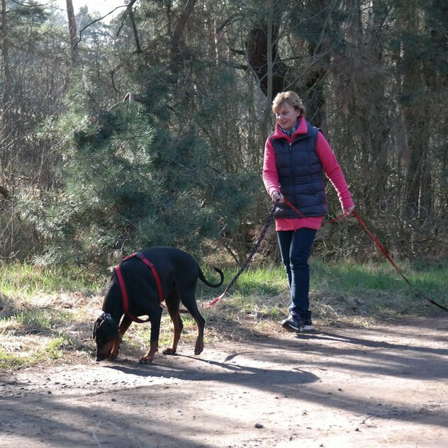 Dobermann beim Fährten mit Frauchen