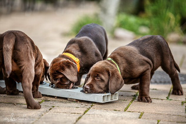 Labrador Welpen beim Fressen