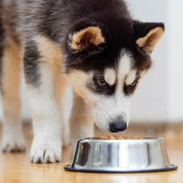 Ein Huskywelpe schnuppert an seinem Napf.