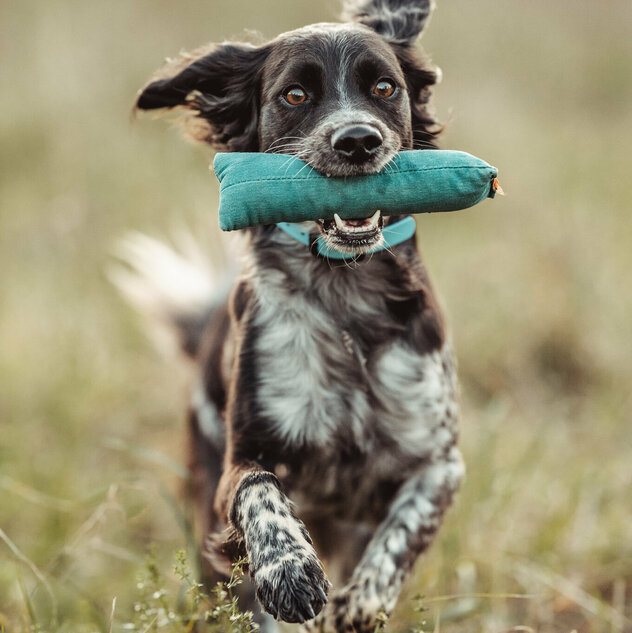 Hund Winnie apportiert einen Dummy