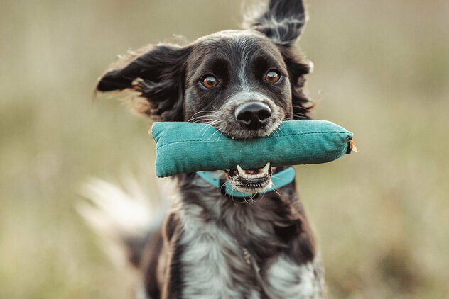 Hund Winnie apportiert einen Dummy