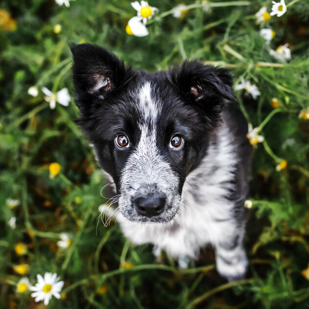 Border Collie Welpe