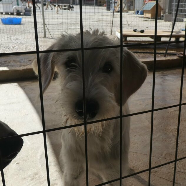 Hund im Shelter hinter Gitter