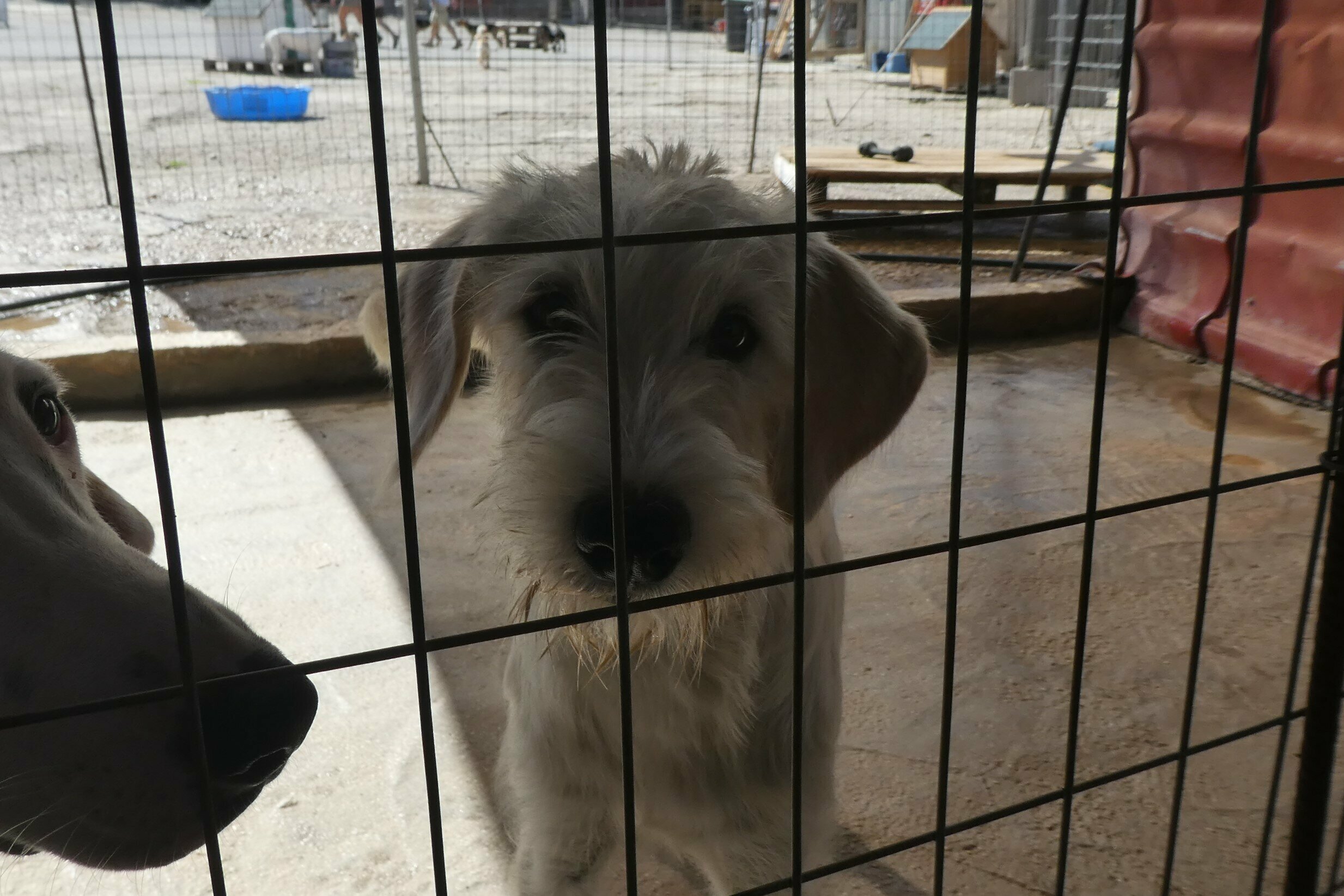 Hund im Shelter hinter Gitter