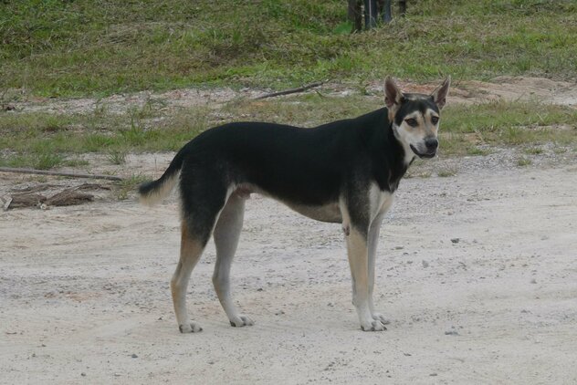 Streuner in Thailand