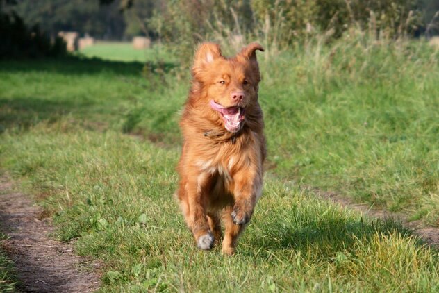 Nova Scotia Retriever im Sprint