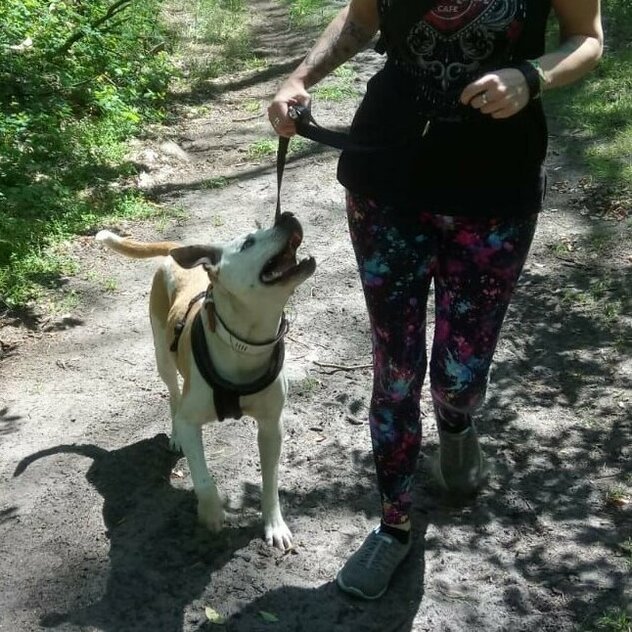 Staffordshire Terrier mit Frauchen auf Waldweg