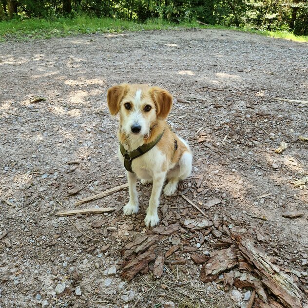 Hund im Wald