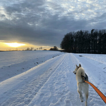 Ein Husky läuft im Zuggeschirr über einen eingeschneiten Weg.