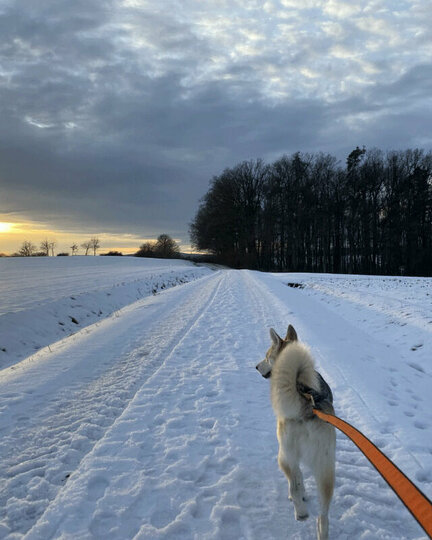 Ein Husky läuft im Zuggeschirr über einen eingeschneiten Weg.