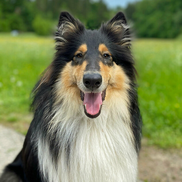 Langhaarcollie Junghund vor Wiese