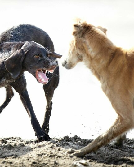 Konflikte lösen - wenn Hunde streiten