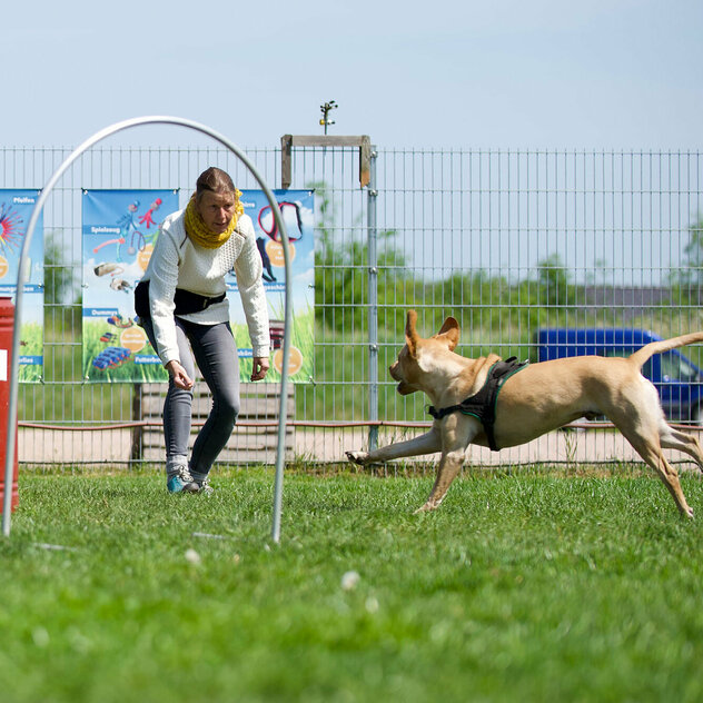 Hundebeschäftigung: Eine Frau trainiert mit ihrem Hund für Hoopers Agility.