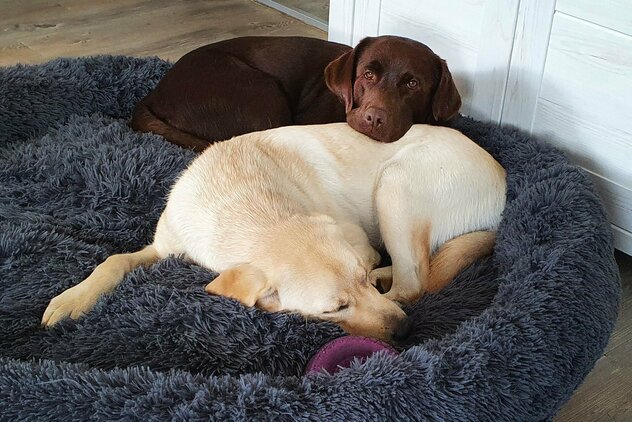 2 Labrador Retriever im Körbchen