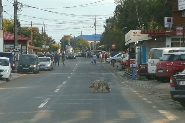 Verpfilzter Straßenhund in Südrumänien