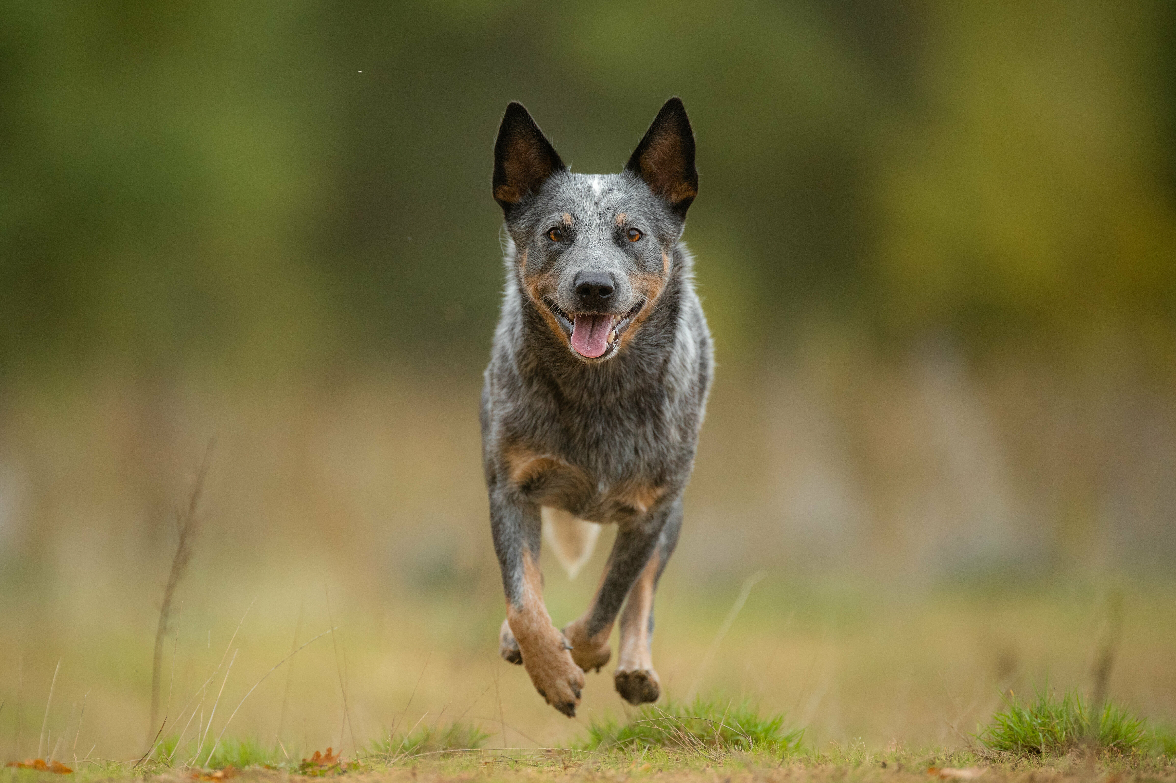 Australian Cattle Dog rennt auf Kamera zu