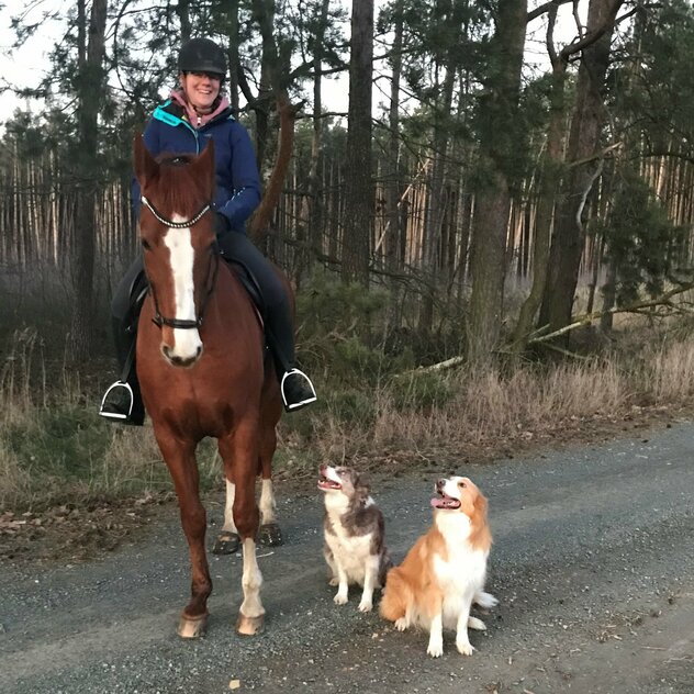 Reiterin mit zwei Border Collies neben Pferd