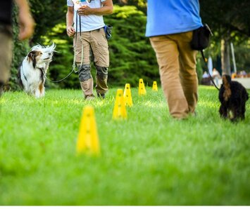 Bei Fuß Übung mit einem Hund in einem Gruppentraining