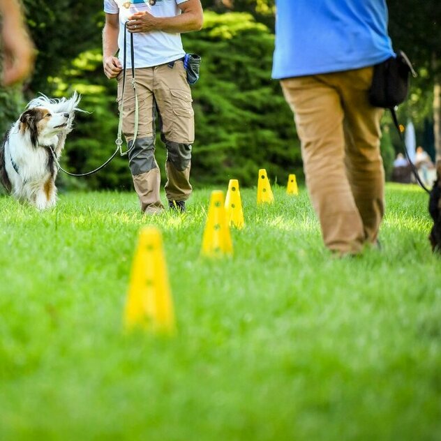 Bei Fuß Übung mit einem Hund in einem Gruppentraining