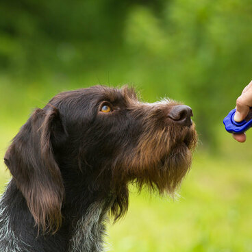 Ein Hund wird geklickert.