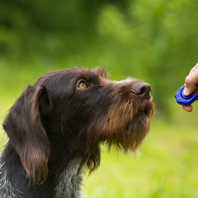 Ein Hund wird geklickert.