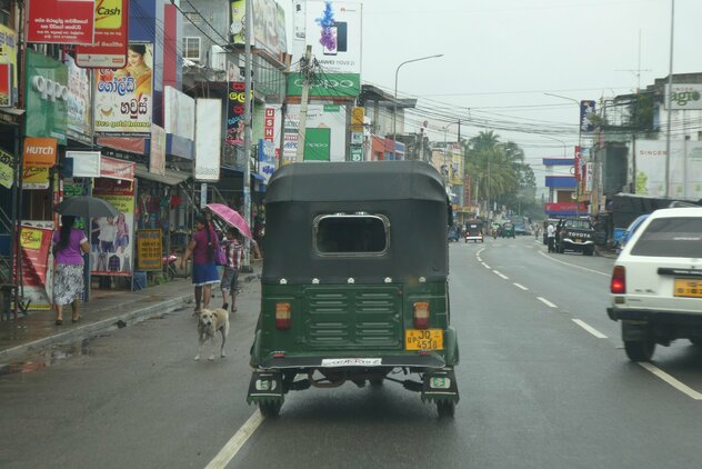 Streuner im Straßenverkehr auf Sri Lanka