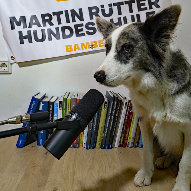 Eine Border Collie Hündin spricht in ein Mikrofon.